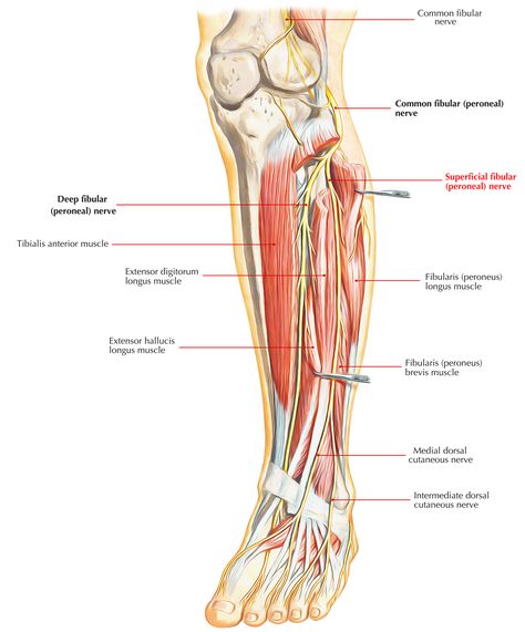 Anterior leg muscles/nerves Leg Nerves Anatomy, Human Anatomy Diagram, Nerves In Leg, Peroneal Nerve, Human Anatomy Picture, Physiology Study, Muscle Diagram, Easy Notes, Nerve Anatomy