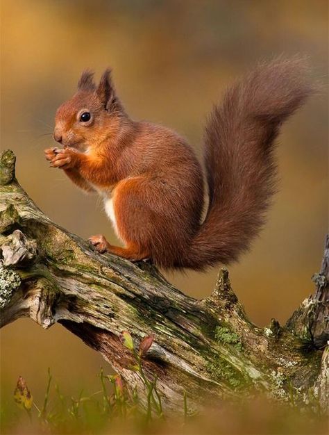 Tattoos Aesthetic, Squirrel Pictures, Cute Squirrel, Red Squirrel, Animal Painting, Animal Wallpaper, Animal Tattoos, Squirrels, Wild Animals