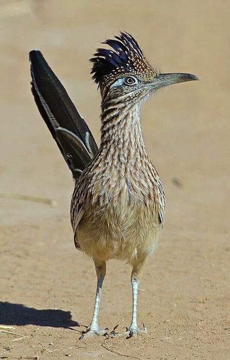 Greater Roadrunner, Land Of Enchantment, Exotic Birds, Bird Pictures, Road Runner, Pretty Birds, Bird Photo, Colorful Birds, Birds Of Prey