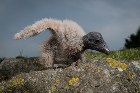 8 Unusual Facts about the Andean Condor Andean Condor, Unusual Facts, National Animal, Beautiful Bird, The New World, South American, Beautiful Birds, Facts About, Art Wallpaper