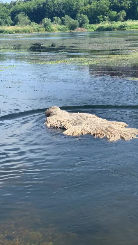 On a hot summer day in Lithuania a Komondor called Hanga decided to cool herself down in a river. #komondor Komondor Dog, Mop Dog, Puli Dog, Athletic Dogs, Kaunas Lithuania, Every Dog Breed, Dog Cuts, June 30, Funny Animal Pictures