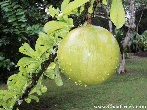 The Calabash Fruit Calabash Fruit, Belize Travel, Plant Holder, Travel Deals, Plant Holders, Fruit Trees, Belize, Geography, The History