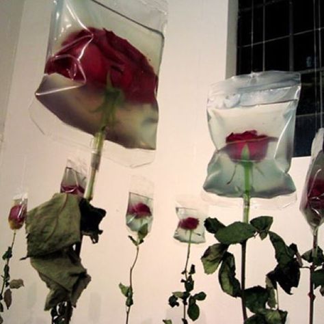 Art Installation by Korean Artist Min Jeong Seo. Composed of the dried roses and medical infusion bags, Seo's Rose blooms are kept alive with the aid of the bags. Tapeta Hello Kitty, Era Victoria, Existential Question, Buku Harry Potter, Riot Grrrl, Fete Anime, Korean Artist, Plastic Bags, Up Girl