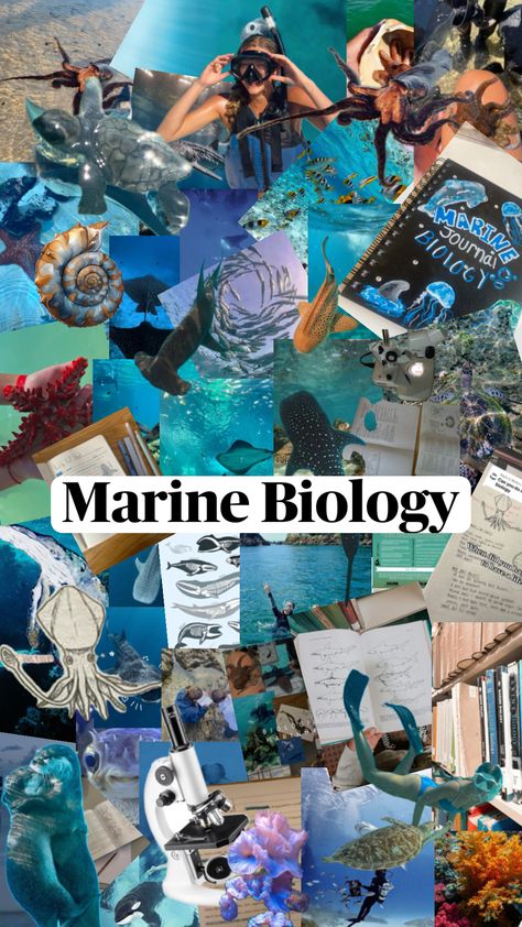 #myfirstshuffle Marine Mammalogy, Zoology Aesthetic, Oceanography Marine Biology, Summer Beach Wallpaper, Marine Biologist, Oceanography, Beach Wallpaper, Marine Biology, Dream Job