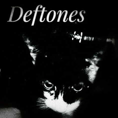 Deftones Cat, Wooden Playground, What's My Aesthetic, Silly Cats Pictures, Band Posters, Silly Cats, American Horror Story, Pretty Cool, Cat Pics