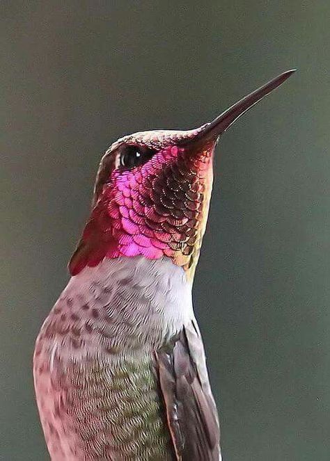 IRIDESCENT Hummingbird Pictures, Ruby Throated Hummingbird, Neon Glow, Exotic Birds, Pretty Birds, Colorful Birds, Little Birds, Hummingbirds, Bird Feathers