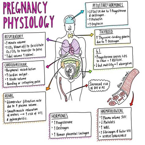 Pregnancy physiology 🤰🏻 Midwifery Notes, Anatomy And Physiology Notes, Effective Notes, Physiology Notes, Obstetrics Nursing, Reproductive Justice, Newborn Nursing, Midwifery Student, Student Midwife