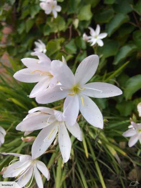 Schizostylis coccinea ‘Alba’ ######SPECIAL##### | Trade Me Garden Plants, White Flowers, Perennials, Beautiful Flowers, Autumn Winter, Bears, Plants, Flowers