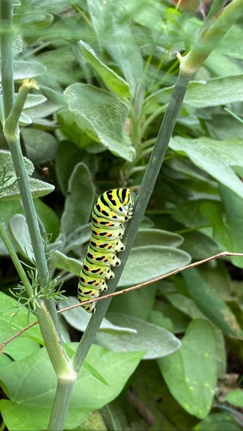 Green Caterpillar, Caterpillar Butterfly, Amazing Insects, Butterfly Nature, Nature Green, Pretty Green, Wildlife Photography, Caterpillar, Bugs