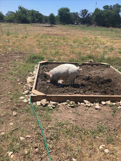 Pig Wallow Ideas, Kune Kune Pig Pen, Potbelly Pig Pen Ideas, Pig Pen Ideas Diy, Mini Potbelly Pigs, Mini Pig Care, Pig Houses, Raising Livestock, Kune Kune Pigs