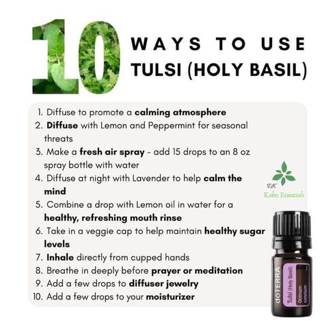 Holy Basil Essential Oil, Lavender 15, Siberian Fir, Doterra Oil, Basil Essential Oil, Doterra Essential Oils Recipes, Magic Herbs, Essential Oil Blends Recipes, Essential Oil Benefits