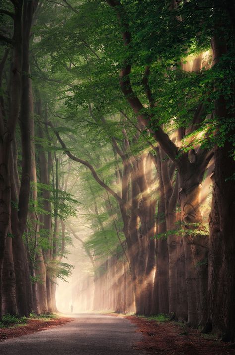 Rays of light - Rob Visser Photography Forest Images, Vintage Forest, Beautiful Roads, Landscape Photography Tips, Forest Photos, Image Nature, Sun Rise, Airbrush Art, Beautiful Nature Wallpaper