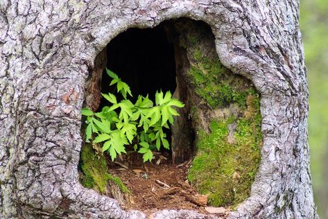 plants in hollow tree, tree, trunk, hole, leaves, plant, green, moss, bark, nature, shenandoah, national, park, gnarled, lichen, tree eyes, knothole, tree cave, brown, gnarly, detail, old, grey, outdoors, hollow, free photos, free images, royalty free Boutique Bio, Tree Swallow, Hollow Tree, Sea Wallpaper, Shenandoah National Park, Wood Ducks, Tree Frogs, Bird Species, Blue Ridge