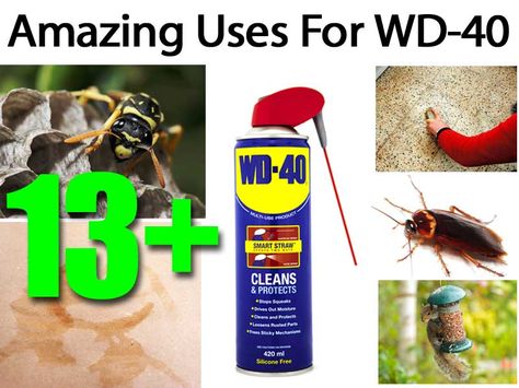 WD-40, this commonplace lubricating oil spray has many functions and uses besides just quieting a squeaky door. Use WD-40 to protect a bird feeder Exterminate roaches and repel insects Remove tough scuff marks Keep wasps from building nests This slideshow from Reader’s Digest shows over thirteen simple yet highly effective tasks and problems that WD-40 … Wd 40 Uses, Plastic Bottle Greenhouse, Squeaky Door, Bubble Quilt, Carpet Cleaning Hacks, Wd 40, Carpet Stains, Insect Repellent, Cleaning Organizing