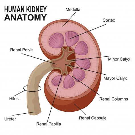 Kidney Anatomy, Biology Diagrams, Human Kidney, Excretory System, Hearts Paper Crafts, Basic Anatomy, Kidney Pain, Kidney Detox, Basic Anatomy And Physiology