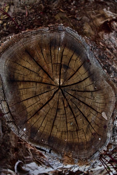 Aged wood, close up, cracking wood, warm tones, earthy aesthetic, close up photography, canon potograpgy, wood rings, wood, 5 Paragraph Essay Outline, Earthy Tones Aesthetic, Photo Essay Examples, 5 Paragraph Essay, Earth Tone Aesthetic, Essay Outline Template, Decay Art, Close Up Art, Organic Photography