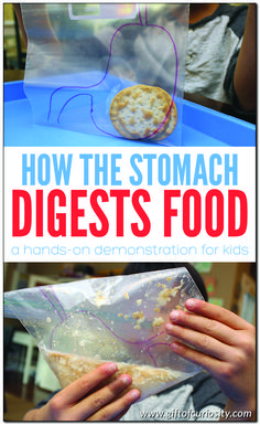 How the stomach breaks down food: In this activity from The Human Body Activity Book for Kids, children participate in a hands-on demonstration to understand the two ways in which the stomach breaks down food during digestion. #handsonlearning #humanbody #science #STEM #STEAM #kindergarten #giftofcuriosity || Gift of Curiosity Anatomy Crafts, Steam Kindergarten, Anatomy Learning, Human Body Unit Study, Human Body Projects, Body Preschool, Human Body Science, Human Body Activities, Sistem Pencernaan