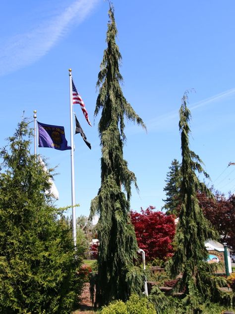 Green Arrow Alaskan Cedar - J. Frank Schmidt & Son Co. Weeping Alaskan Cedar, Dry Creek, Unique Shapes, Backyard Living, Woodland Garden, Green Arrow, Bluish Green, Front Garden, Schmidt