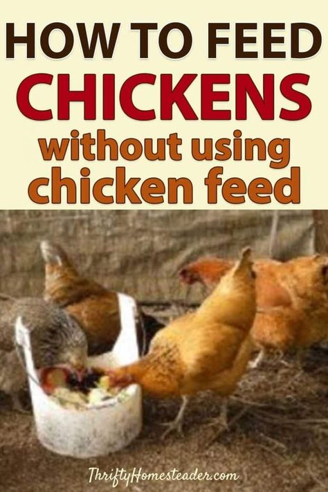 Feeding Chickens Scraps, Chicken Feeding Ideas, Chicken Plants, Chicken Scraps, Chicken Feed Diy, What Can Chickens Eat, Feed Chickens, Food For Chickens, Feeding Chickens