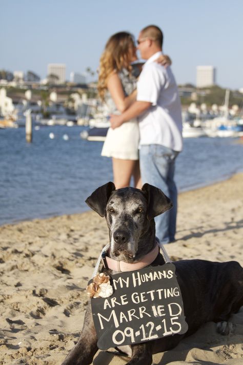 My Lily Patches, the best dog I know!!! A beautiful Great Dane, gentle giant to all, and more importantly... my fur baby. Save the date for our wedding!!! "My humans are getting married." Great Dane Wedding, Engament Photos, My Humans Are Getting Married, Engagement Pictures Poses, Dane Dog, Wedding Pets, Pictures Poses, Dog Wedding, Gentle Giant