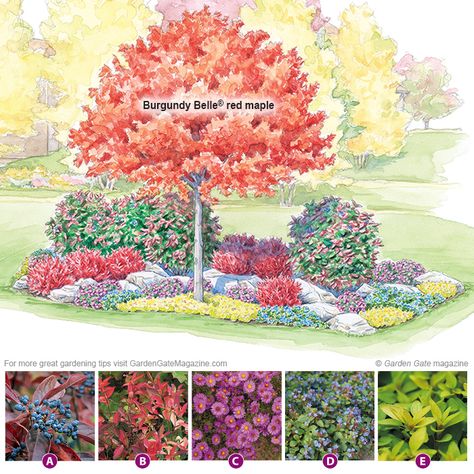 Island Garden Bed, Island Bed, Acer Rubrum, Flower Garden Plans, Red Maple Tree, Companion Plants, Front Landscaping, Garden Shrubs, Garden Show