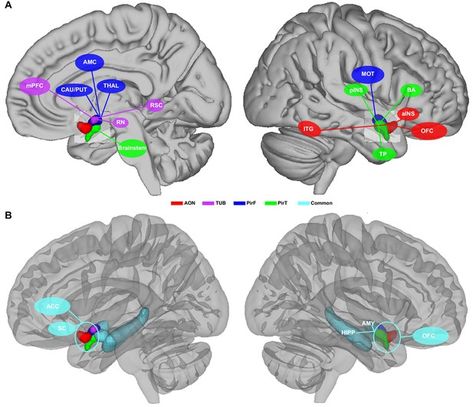 Human Brain Parts, Human Brain Diagram, Brain Labeled Diagram, Limbic Brain, Limbic System Brain Anatomy, Brain Mapping, Sensory System, Motor Planning, Magnetic Resonance