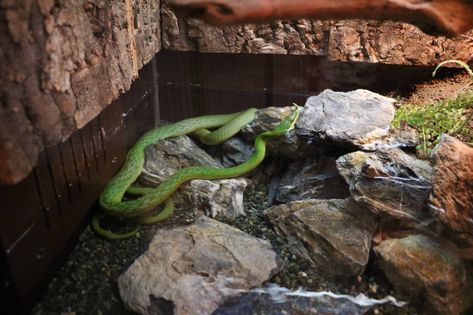 Rhino rat snake in water - EPSON Aqua Park, February 2016 - ZooChat Rhino Rat Snake, Snake In Water, Rat Snake, Aqua Park, Reptiles And Amphibians, Amphibians, In Water, Snakes, Rats