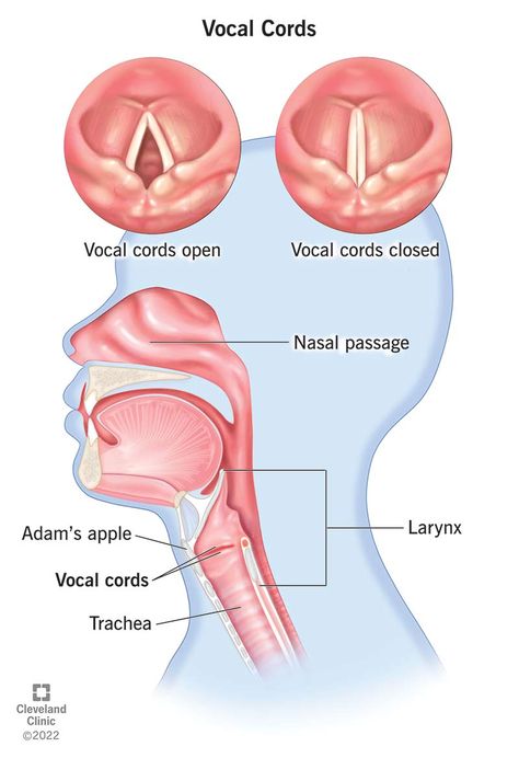 What Are Your Vocal Cords? Vocal Cord Dysfunction, Voice Therapy, Vocal Cords, Vocal Chords, Vagus Nerve, Cleveland Clinic, Speech Language Pathologists, Muscle Tension, Health Articles