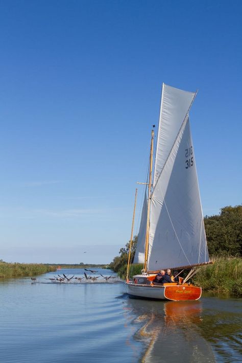 Cows Grazing, British Landscape, Norfolk Broads, Sailing Yachts, Sailing Holidays, Great Yarmouth, Sailboat Design, Wildlife Reserve, Beyond The Sea