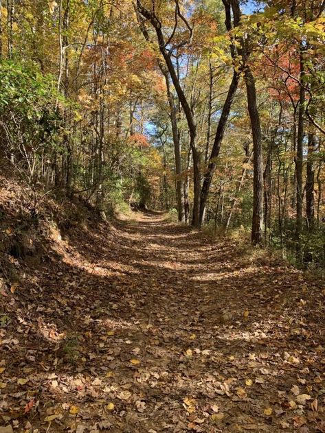 This loop trail is also part of a hiking-mountain biking trail system stretching 17 miles into the forest, so keep an eye out for bikers on this single-track wide trek. Hiking Trail Aesthetic, Backyard Wood Projects, Mountain Tracking, Enjoyable Exercise, Garden Woodworking Projects, Hiking Path, Wood Projects Easy, Biking Trail, Hiking Forest