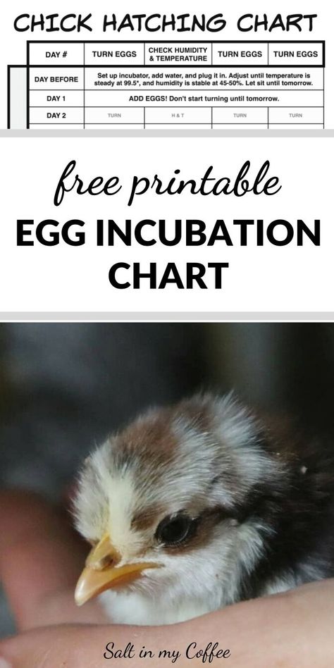 Chicken Hatching Calendar, Chicken Incubation Chart, Incubating Quail Eggs, How To Hatch Chicken Eggs At Home, Hatching Chicken Eggs In An Incubator, Egg Incubation Chart, Quail Garden, Chicken Eggs Hatching, Hatching Chicken Eggs