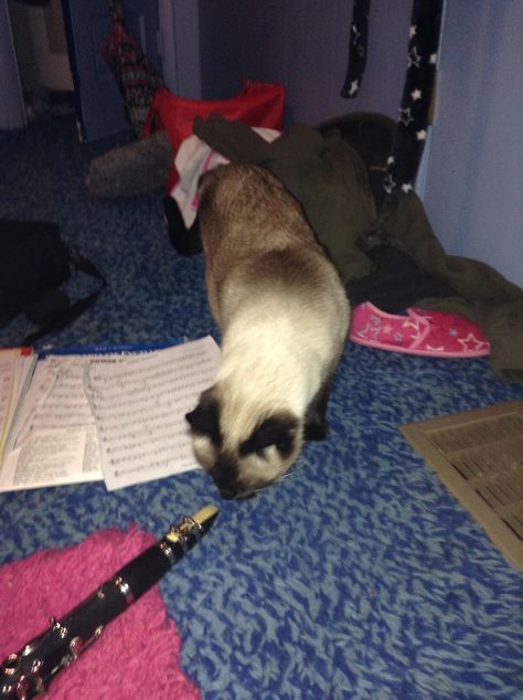 My cat trying to play my clarinet Clarinet Aesthetic Vintage, Cat Playing Instrument, Cat Playing Clarinet, Toxic On Clarinet, Clarinet Humor, Playing Clarinet, Craps, Band Kid, Band Nerd