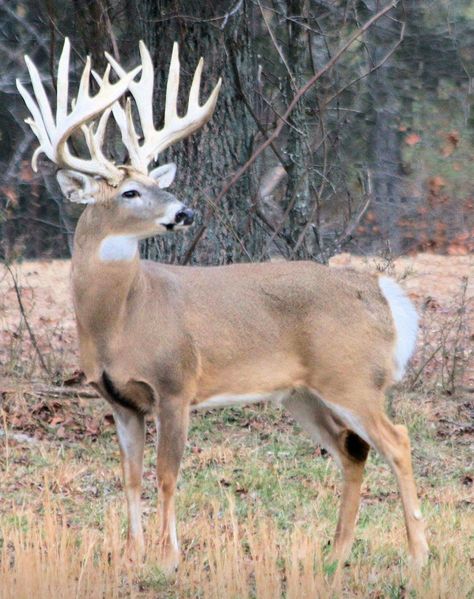 Huge racked buck Whitetail Deer Photography, Big Whitetail Bucks, Whitetail Deer Pictures, Deer With Antlers, Whitetail Hunting, Deer Photography, Whitetail Deer Hunting, Big Deer, Big Buck