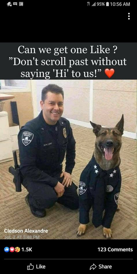 Dog Hero, Military Working Dogs, Super Cute Dogs, Military Dogs, Police Dogs, Working Dogs, Funny Animal Pictures, Service Dogs, German Shepherd Dogs