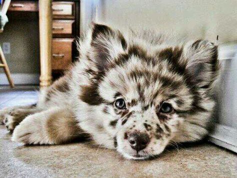 Little wolf dog♡ 》Husky/ Australian Shepherd mix. Australian Shepard Mix, A Puppy, Australian Shepherd, A Dog