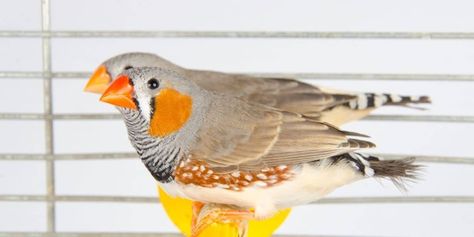 Finches Bird Cage, Zebra Finch Cage Ideas, Finch Cage, Canary Cage, Zebra Finches, Backyard Birds Watching, Bird Cage Stand, Small Bird Cage, Bed Idea