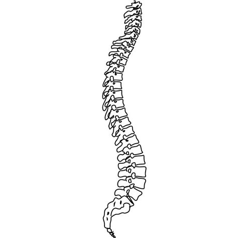 Spine vector image - Free vector image in AI and EPS format. Spine Outline, Drawing Black Background, Spine Drawing, Clip Art Book, Side View Drawing, Chiropractic Therapy, Human Spine, Saved Tattoo, Chiropractic Adjustment