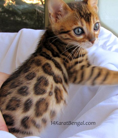 Bengal Kittens for Sale, Healthy, Top Quality Bengal Kittens w/ the Absolute Highest Level of Socialization, Well Handled / Well Trained Rosetted Bengal Kittens Toyger Kitten, Bengal Cat For Sale, Bengal Kittens For Sale, Bengal Kittens, Ragdoll Kittens, Baby Cheetahs, Bengal Kitten, Söt Katt, Siamese Kittens