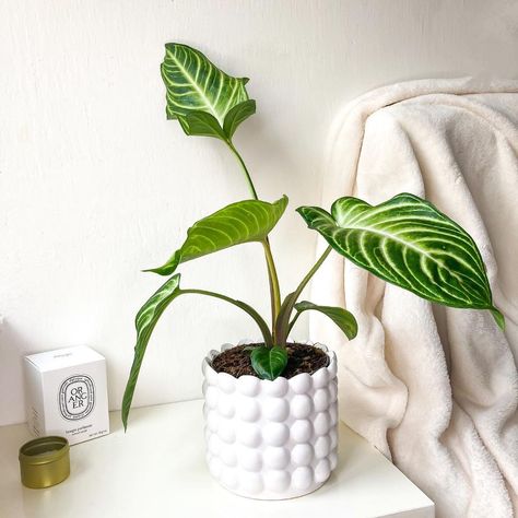 Caladium Lindenii, Greek Vibes, Planter Pots, Plants, On Instagram, Beauty, Instagram