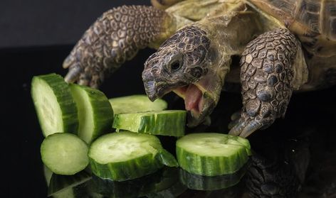 Animal Pics Funny, Russian Tortoise Care, Pet Turtle Care, Horsefield Tortoise, Outdoor Tortoise Enclosure, Tortoise Diet, Pet Tortoise, Funny Animal Pics, Cute Animal Character