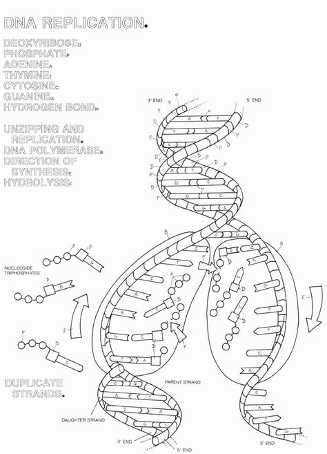 Dna and Replication Worksheet Pin On Science Dna Transcription And Translation, Scientific Method Experiments, Dna Transcription, Dna Worksheet, Dna Activities, Dna And Genes, Dna Drawing, Biology Worksheet, Transcription And Translation