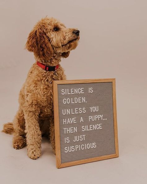 rettel board ideas-cute dogs-quote ideas-letter board quote ideas Puppy Announcement, Friday Holiday, Puppy Quotes, Puppy Room, Puppy Photography, Dog Personality, Dog Photoshoot, Dog Quotes Funny, Chit Chat