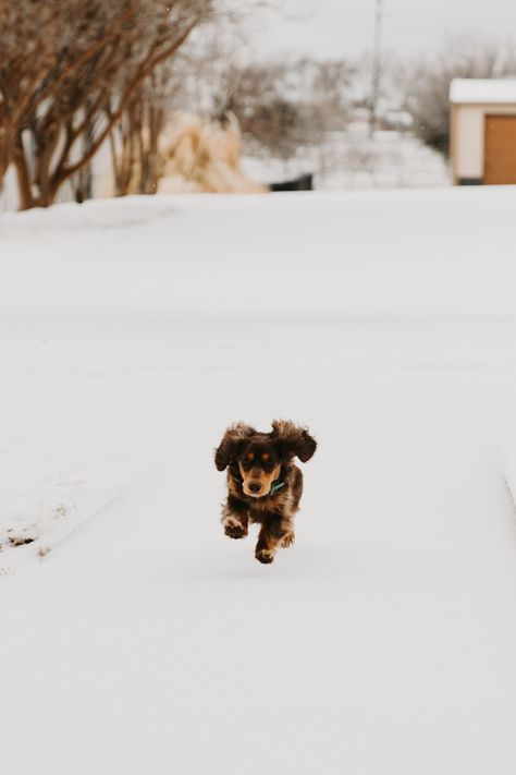 Daschund Photoshoot, Aesthetic Dachshund, Dapple Dachshund, Miniature Dachshund, Snow Day, 2024 Vision, Puppy Love, Dachshund, Fur Babies