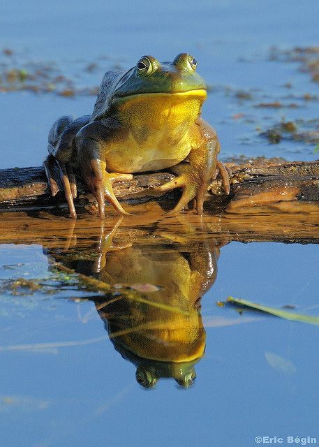 Bullfrog - Missouri State Amphibian Missouri Travel Destinations Honeymoon Backpack Backpacking Vacation Budget Wanderlust Off the Beaten Path USA United States of America #travel #honeymoon #vacation #backpacking #budgettravel #offthebeatenpath #bucketlist #wanderlust #Missouri #USA #America #UnitedStates #visitMissouri #TravelMissouri Honeymoon In United States, Missouri Travel, Amazing Frog, Frog Pictures, Budget Vacation, Young Animal, Missouri State, Gender Envy, A Frog