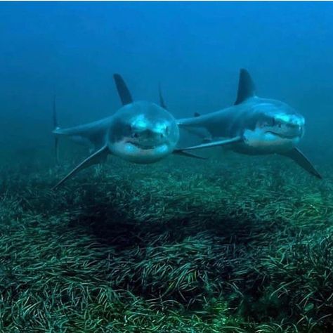 We 💙 Sharks on Instagram: “White shark duo  By @rodneyfoxsharkexpeditions . . . Follow @sharks_favzone for more!! Follow @sharks_favzone for more!! Follow…” Shark Photos, Shark Pictures, Shark Bait, Fauna Marina, Shark Diving, Shark Lover, Shark Fishing, Instagram White, The Great White