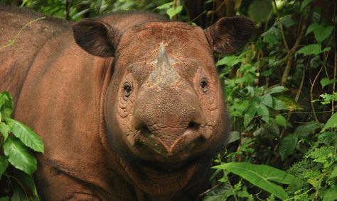 Sumatran rhinos are the smallest of the living rhinoceroses and the only Asian rhino with two horns. They are covered with long hair and are more closely related to the extinct woolly rhinos than any of the other rhino species alive today. Sumatran rhinos are threatened by poaching. There is no indication that the population is stable and just two captive females have reproduced in the last 15 years. Sumatran Rhinoceros, Rhino Species, Sumatran Rhino, Extinct Animals, Rhinos, Rare Animals, Endangered Animals, Tropical Rainforest, Endangered Species