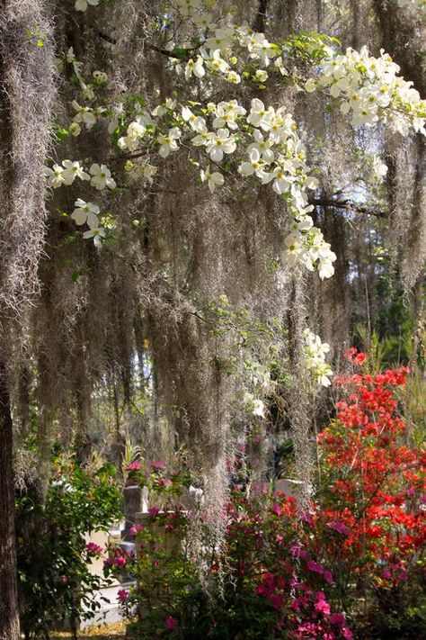 Spanish Moss Bouquet, Fairy Tree Ideas, Willow Tree Garden, Old Willow Tree, Willow Trees Garden, Southern Gothic Wedding, Moss Ideas, Spanish Moss Trees, Author Logo