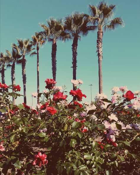 Honeymoon Album, Terrence Loves You, Lana Del Rey Honeymoon, Lana Del Rey Aesthetic, Lana Del Rey Albums, Hollywood Aesthetic, Rey Aesthetic, Americana Aesthetic, High By The Beach