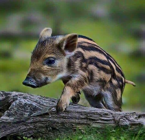 Feral Pig, Wild Boar Hunting, Cute Farm Animals, Tattoo Nature, Animals Tattoo, Wild Pig, Wild Hog, Cute Piglets, Cute Pig