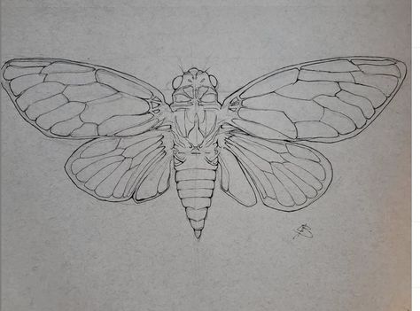 Open Wing Cicada Tattoo, Cicada Drawing Illustration, Cicada Back Tattoo, Cicada Tattoo Wings Open, Cicada Wings Drawing, Cicada Tattoo Meaning, Cicada Art Illustration, Cicada Sketch, Cicada Shell Tattoo